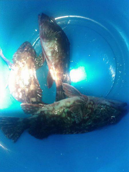 うなぎの稚魚の巻